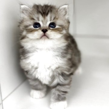 サイベリアン【神奈川県・男の子・2025年8月10日・シルバータビー&ホワイト】の写真「探検家な男の子🐈‍⬛」