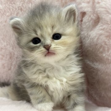 サイベリアン【神奈川県・女の子・2025年7月5日・ブルーパッチドタビー&ホワイト】の写真「おっとりとした🩷愛くるしい子🐈‍⬛」