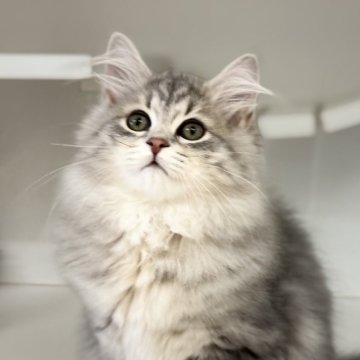 サイベリアン【神奈川県・女の子・2025年7月5日・ブルークラッシックタビー】の写真「姉妹の中で1番大きい子です💕」