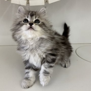 サイベリアン【神奈川県・女の子・2025年9月29日・シルバータビー】の写真「まんまるお目目の女の子🩷」