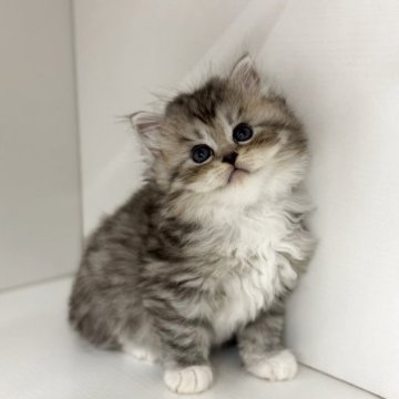 サイベリアン【神奈川県・男の子・2025年8月10日・シルバータビー&ホワイト】の写真「探検家な男の子🐈‍⬛」