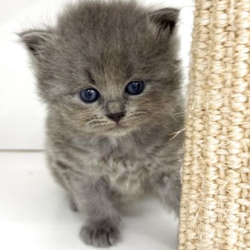 サイベリアン【神奈川県・男の子・2025年8月7日・ブルースモーク】の写真「おっとりしたお目目くりくりの女の子😊」