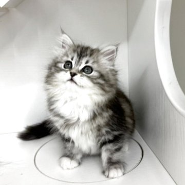 サイベリアン【神奈川県・女の子・2025年2月9日・シルバータビー&ホワイト】の写真「まんまるお目目の女の子🐈‍⬛」