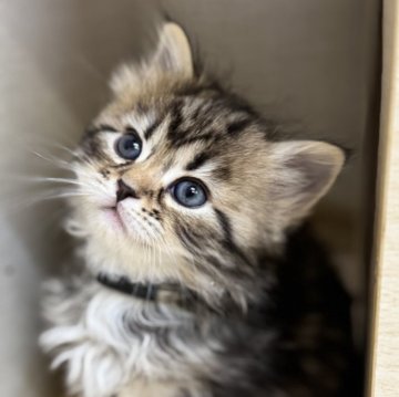 サイベリアン【神奈川県・女の子・2025年9月29日・ブラウンタビー&ホワイト】の写真「天真爛漫な女の子❤️」