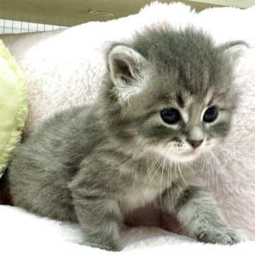 サイベリアン【神奈川県・男の子・2025年6月10日・ブルータビー】の写真「まんまるもこもこなBabyです♪」
