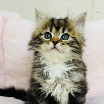 サイベリアン【神奈川県・女の子・2025年9月29日・ブラウンタビー&ホワイト】の写真「天真爛漫な女の子❤️」