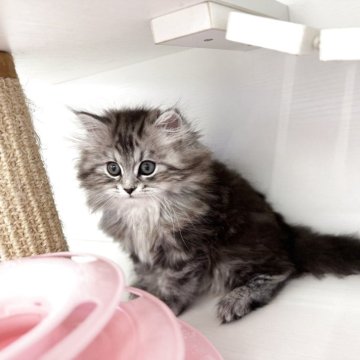 サイベリアン【神奈川県・女の子・2025年5月1日・シルバータビー】の写真「まんまるお目目の女の子🐈‍⬛」