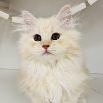 サイベリアン【神奈川県・男の子・2025年8月10日・カメオタビー】の写真「おっとりマイペースな男の子🐈‍⬛」