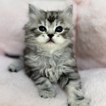 サイベリアン【神奈川県・女の子・2025年9月29日・シルバータビー】の写真「まんまるお目目の女の子🩷」