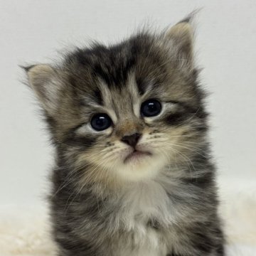 サイベリアン【神奈川県・女の子・2025年11月6日・ブラウンタビー&ホワイト】の写真「まんまる瞳の癒しBaby💖」