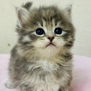 サイベリアン【神奈川県・男の子・2025年10月15日・ブルータビー】の写真「まんまるボディーの女の子🩷」