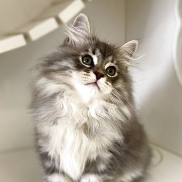 サイベリアン【神奈川県・男の子・2025年7月18日・ブルータビー】の写真「兄妹の中で1番甘えん坊さんの予感🩷」