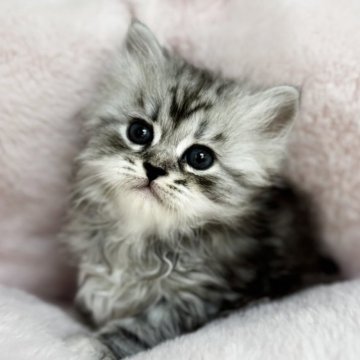 サイベリアン【神奈川県・男の子・2025年9月29日・シルバータビー】の写真「まんまるお目目の男の子🐈‍⬛」