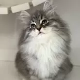 サイベリアン