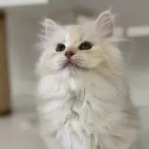 サイベリアン