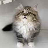 サイベリアン