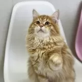 サイベリアン