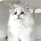 サイベリアン