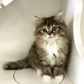 サイベリアン