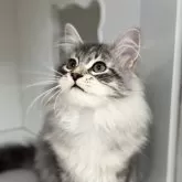 サイベリアン