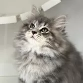サイベリアン