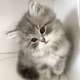 サイベリアン