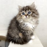 サイベリアン