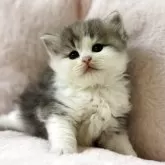 サイベリアン