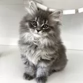 サイベリアン