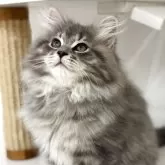 サイベリアン