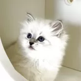 サイベリアン