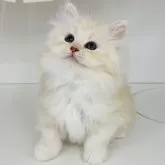 サイベリアン