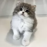 サイベリアン