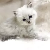 サイベリアン