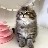 サイベリアン