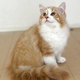 サイベリアン
