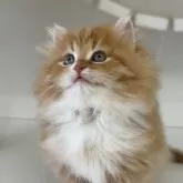 サイベリアン