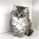 サイベリアン