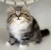 サイベリアン