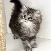 サイベリアン