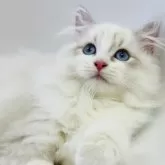 サイベリアン