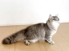 サイベリアン【神奈川県・男の子・2024年11月29日・ブルータビー】の写真2