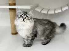 サイベリアン【神奈川県・女の子・2025年6月21日・シルバータビー】の写真3