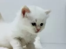 サイベリアン【神奈川県・男の子・2025年11月6日・レッドシールポイント】の写真3