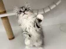 サイベリアン【神奈川県・男の子・2025年8月10日・シルバータビー&ホワイト】の写真4