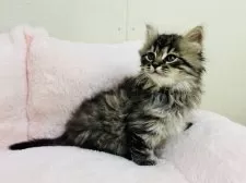 サイベリアン【神奈川県・男の子・2025年9月29日・ブラウンタビー】の写真7