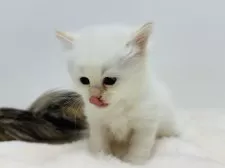 サイベリアン【神奈川県・男の子・2025年11月6日・レッドシールポイント】の写真8