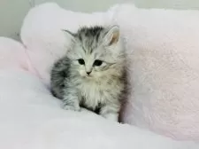 サイベリアン【神奈川県・女の子・2025年11月9日・シルバーパッチドタビー】の写真8