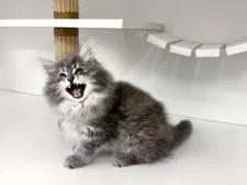 サイベリアン【神奈川県・男の子・2025年6月10日・ブルータビー】の写真8