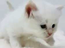 サイベリアン【神奈川県・男の子・2025年11月6日・レッドシールポイント】の写真9